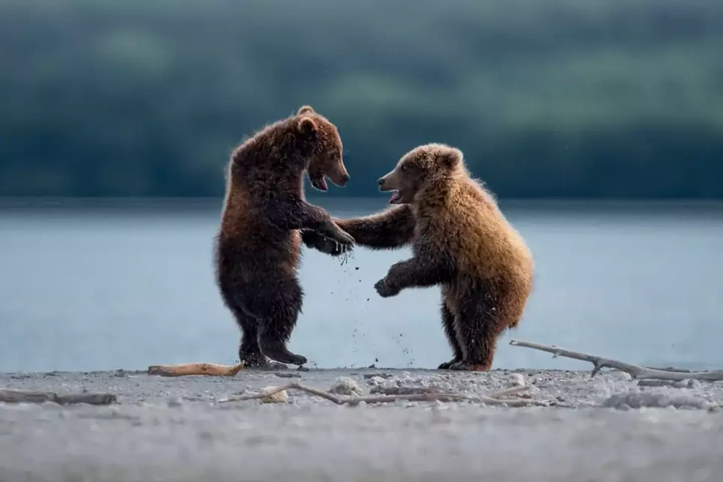 Who knew bears had their own handshakes?