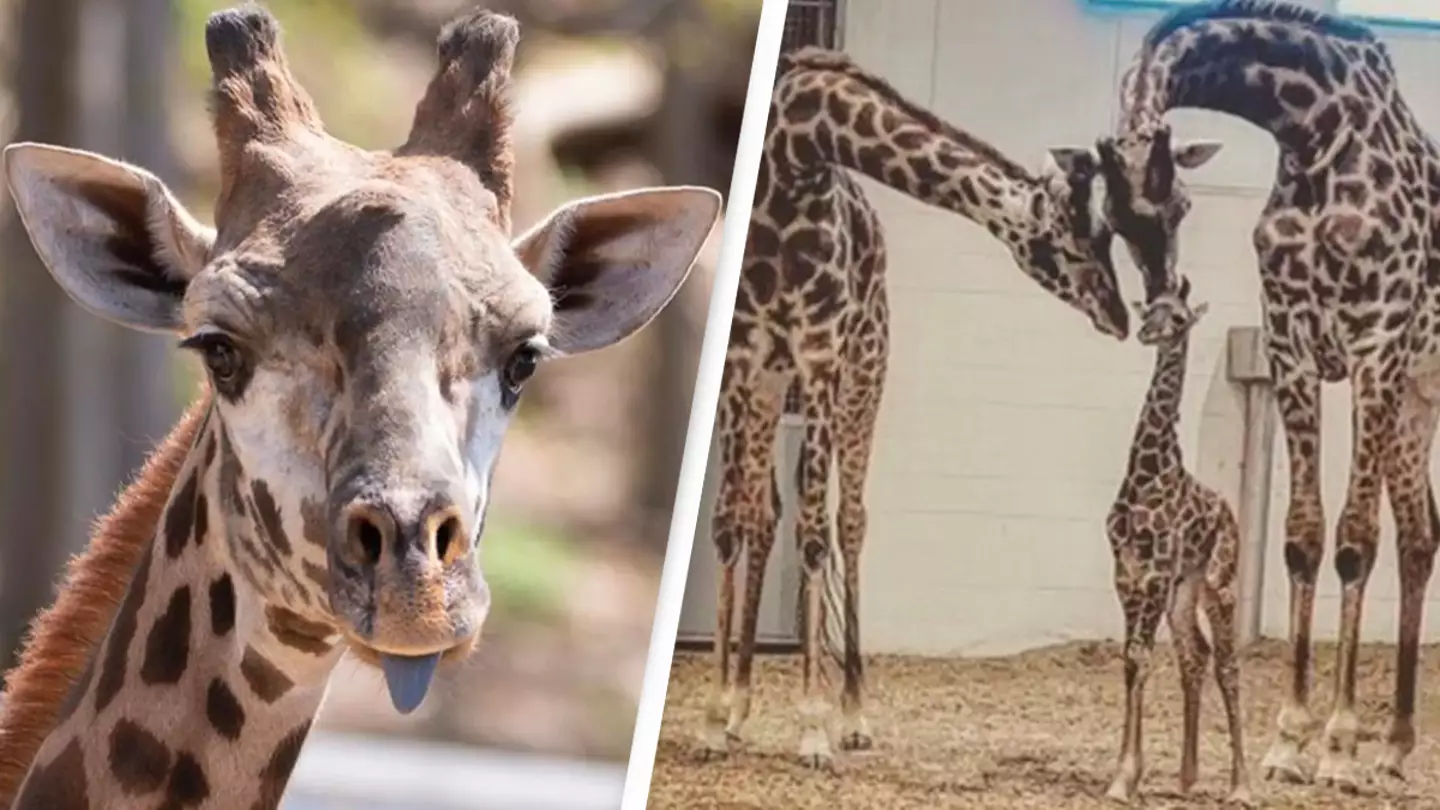 Giraffe dies in ‘unforeseen and unprecedented’ accident fracturing its neck on gate