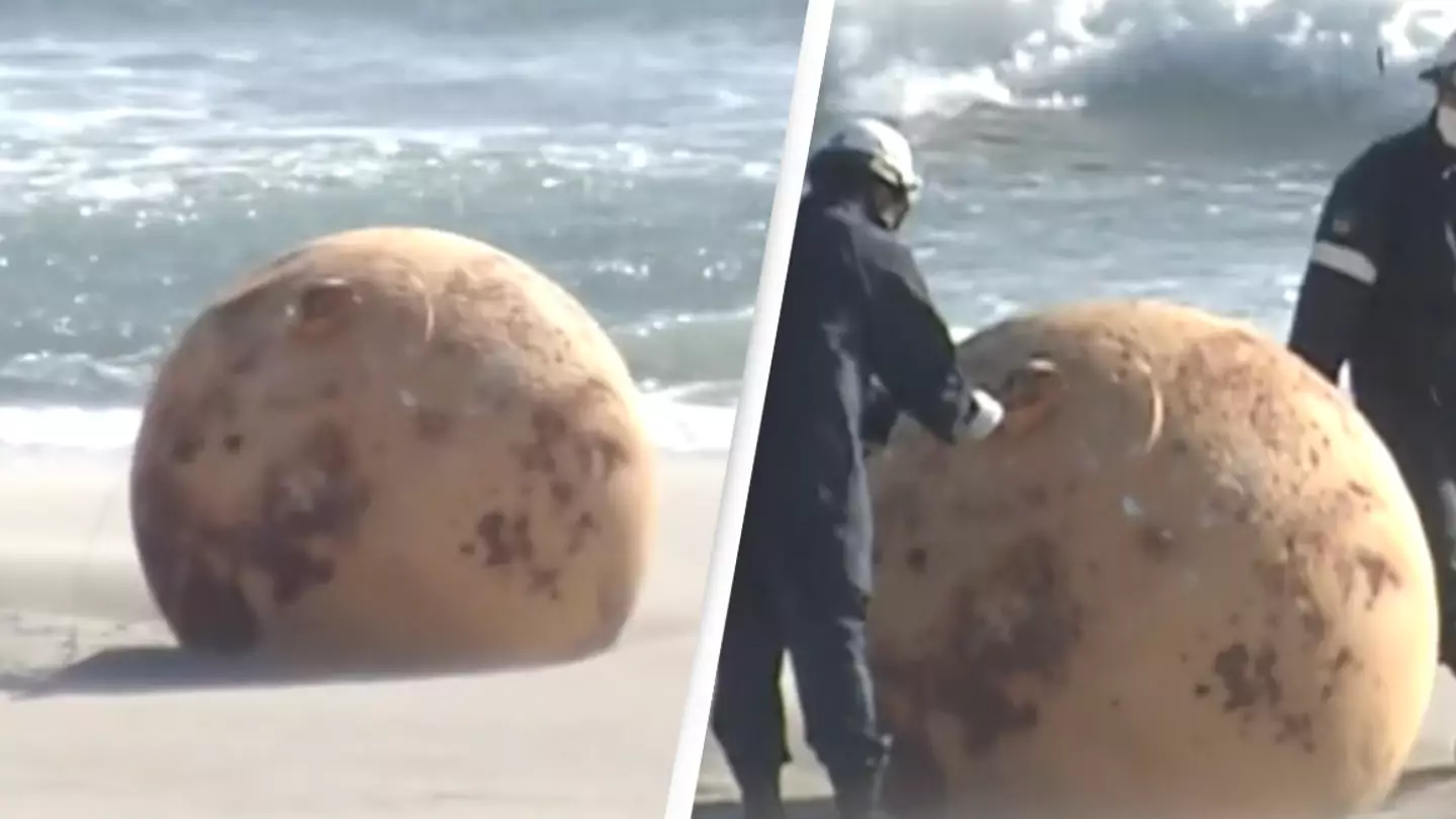 Mysterious giant sphere that washed up on Japanese beach has been removed