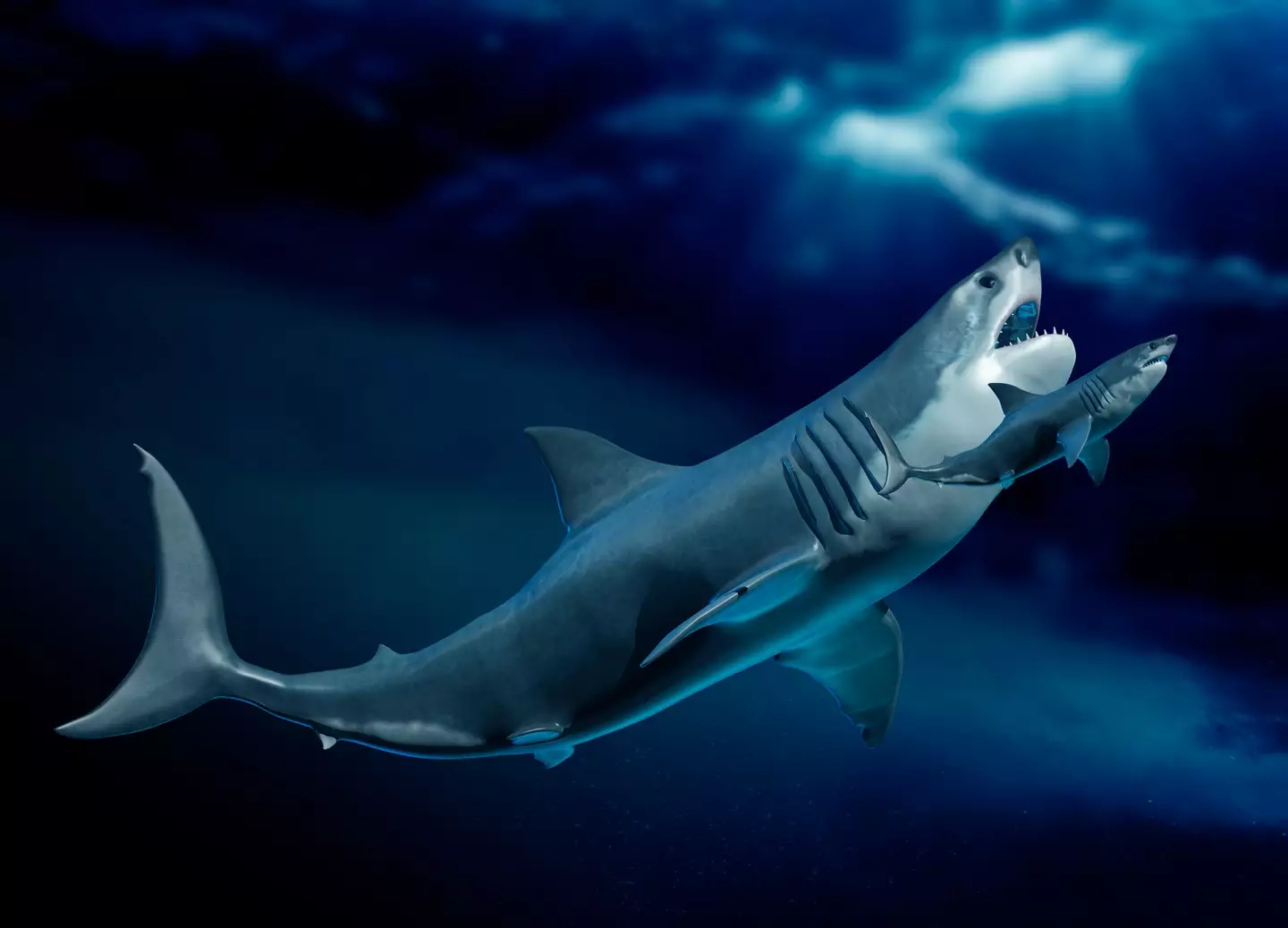 The megalodon went extinct around three million years ago.