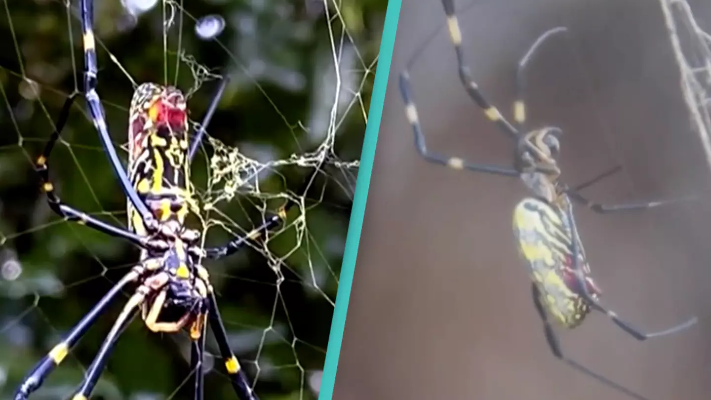 Giant venomous flying spiders with 4-inch legs are spreading across the East Coast