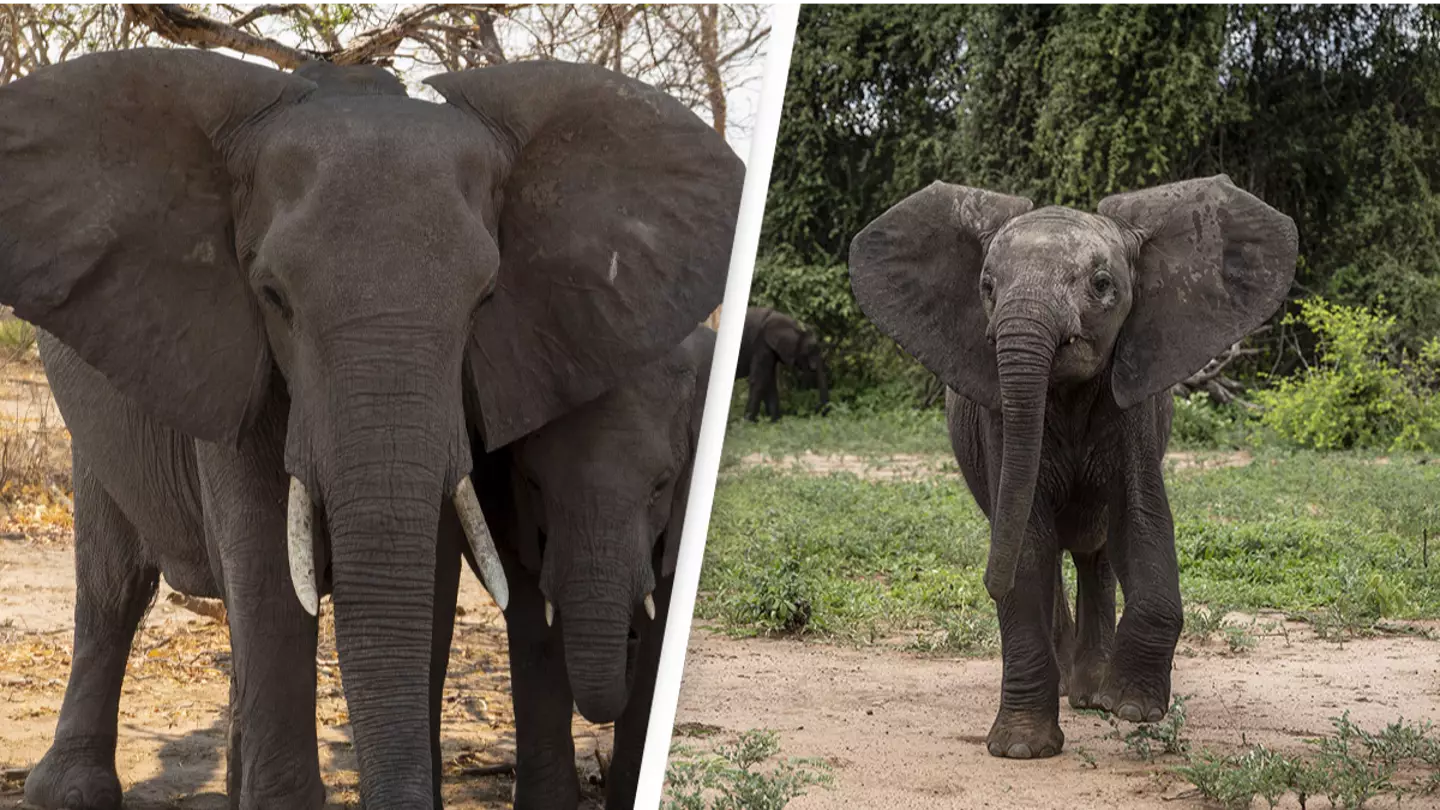 Scientists have finally discovered why hundreds of elephants mysteriously dropped dead