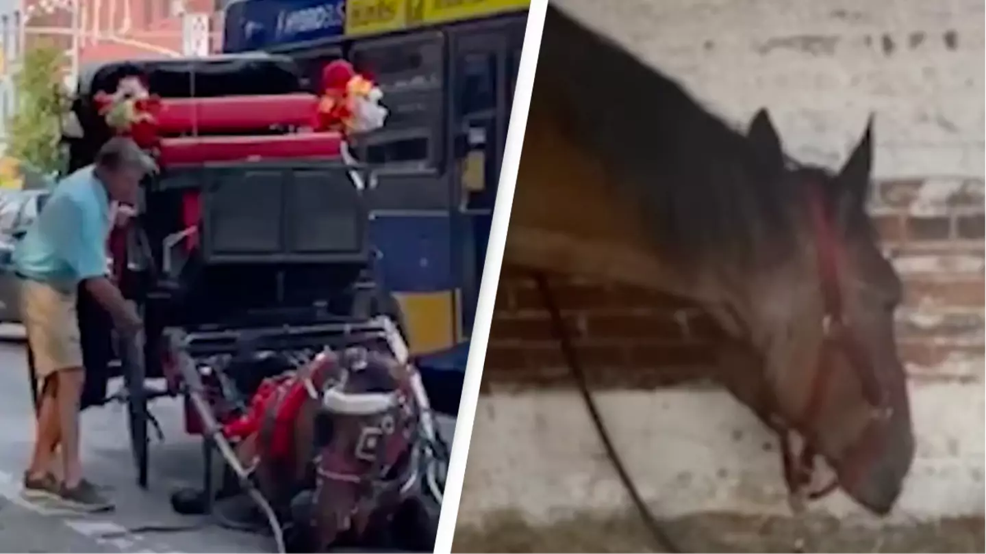 NYC carriage horse that collapsed in viral video is now retired on farm