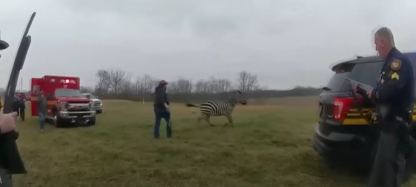 The report called the zebra 'hostile' and 'aggressive'.