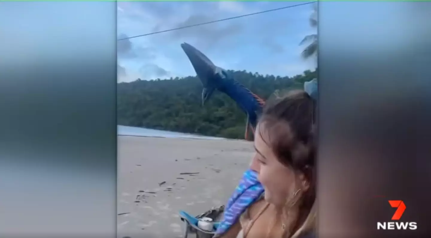 The cassowary was within inches of the two (7NEWS Cairns FAcebook video)