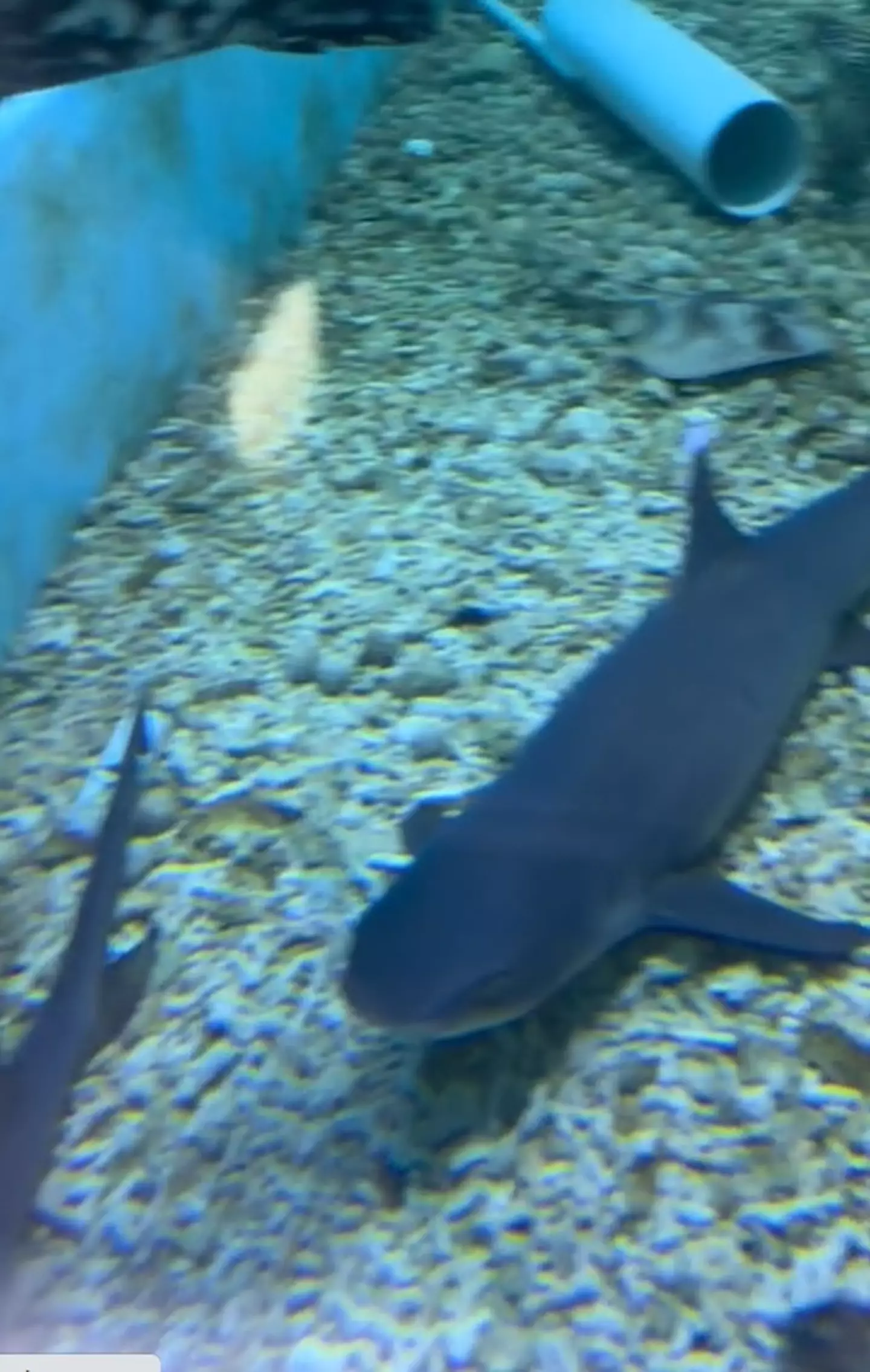 A TikToker's shark tank has come under fire online.