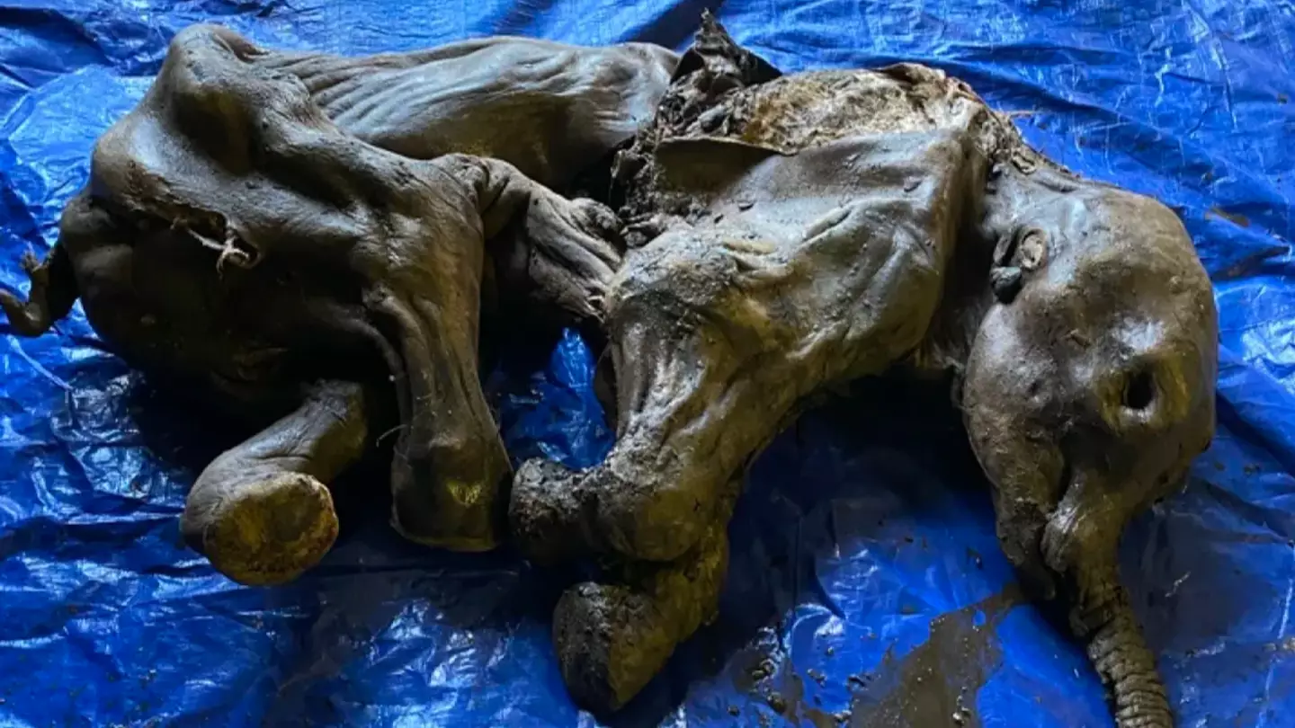 Mummified Baby Woolly Mammoth With Skin And Hair Found Nearly Perfectly Preserved