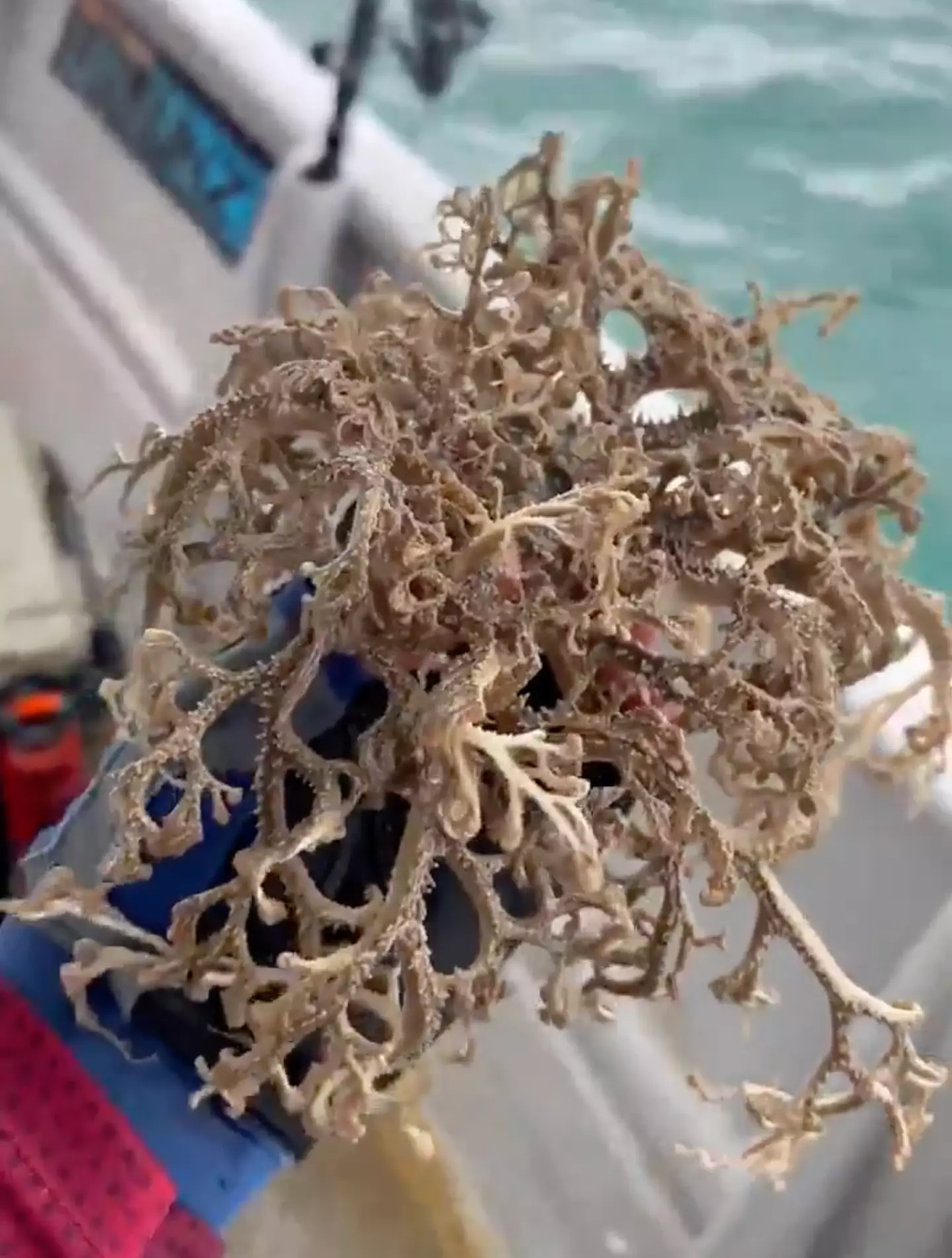 The creature is actually known as a Basket Star and is related to starfish and sea urchins.