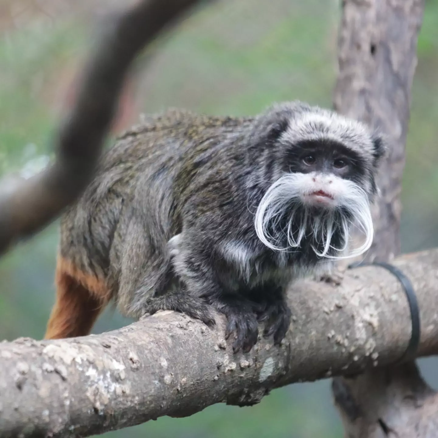 Two emperor tamarin monkeys have gone missing from their habitat.