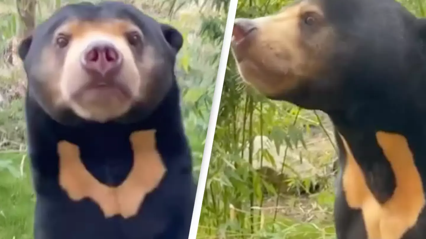 New footage of sun bears' ‘human-like’ tendencies revealed after China zoo sparks frenzy