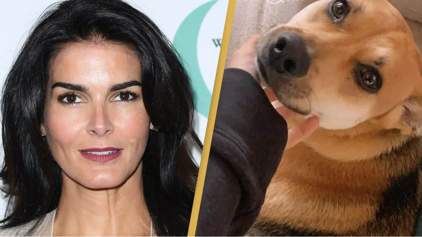 Angie Harmon 'completely traumatized' after delivery driver shoots and kills her dog