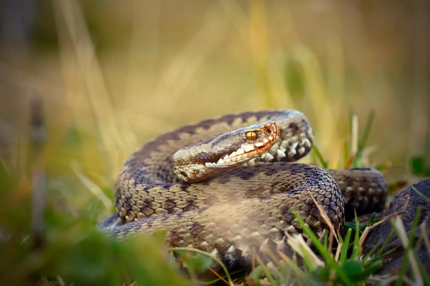 Scientists have discovered female snakes have clitorises.