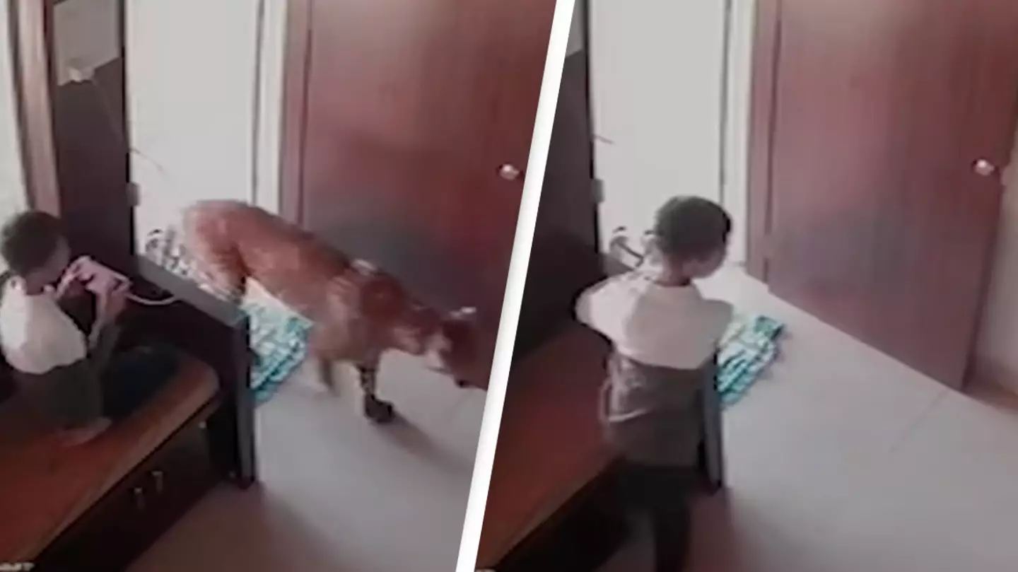 Boy, 12, praised for his quick thinking reaction after leopard walks through the door