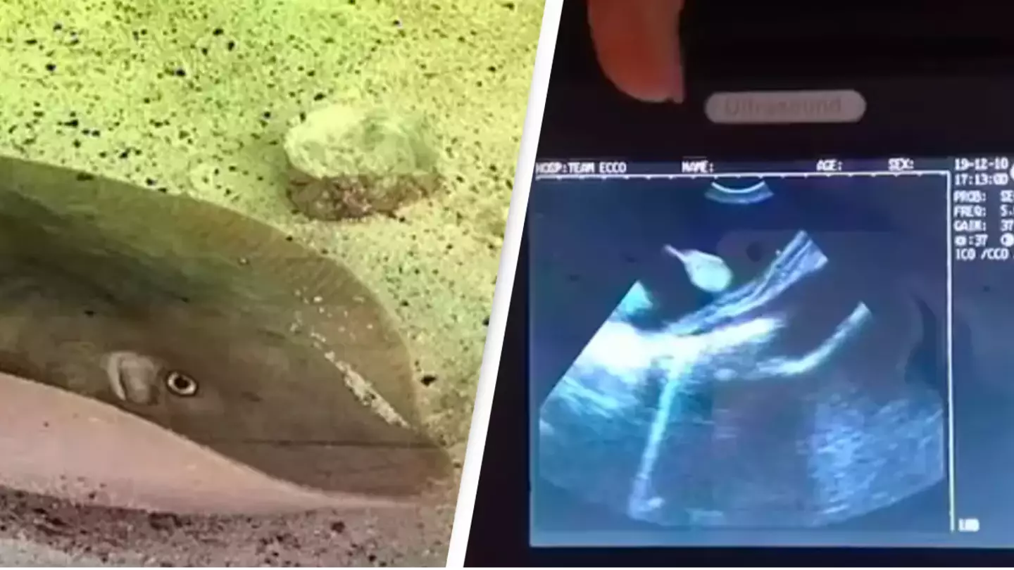 Scientists reveal how stingray got pregnant without any mates in her tank