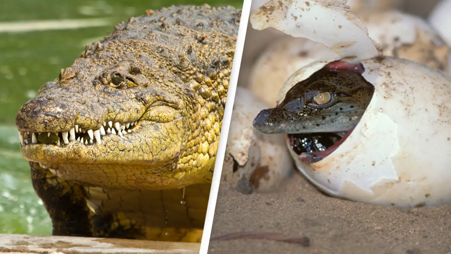 Crocodile seen reproducing through ‘virgin birth’ for first time