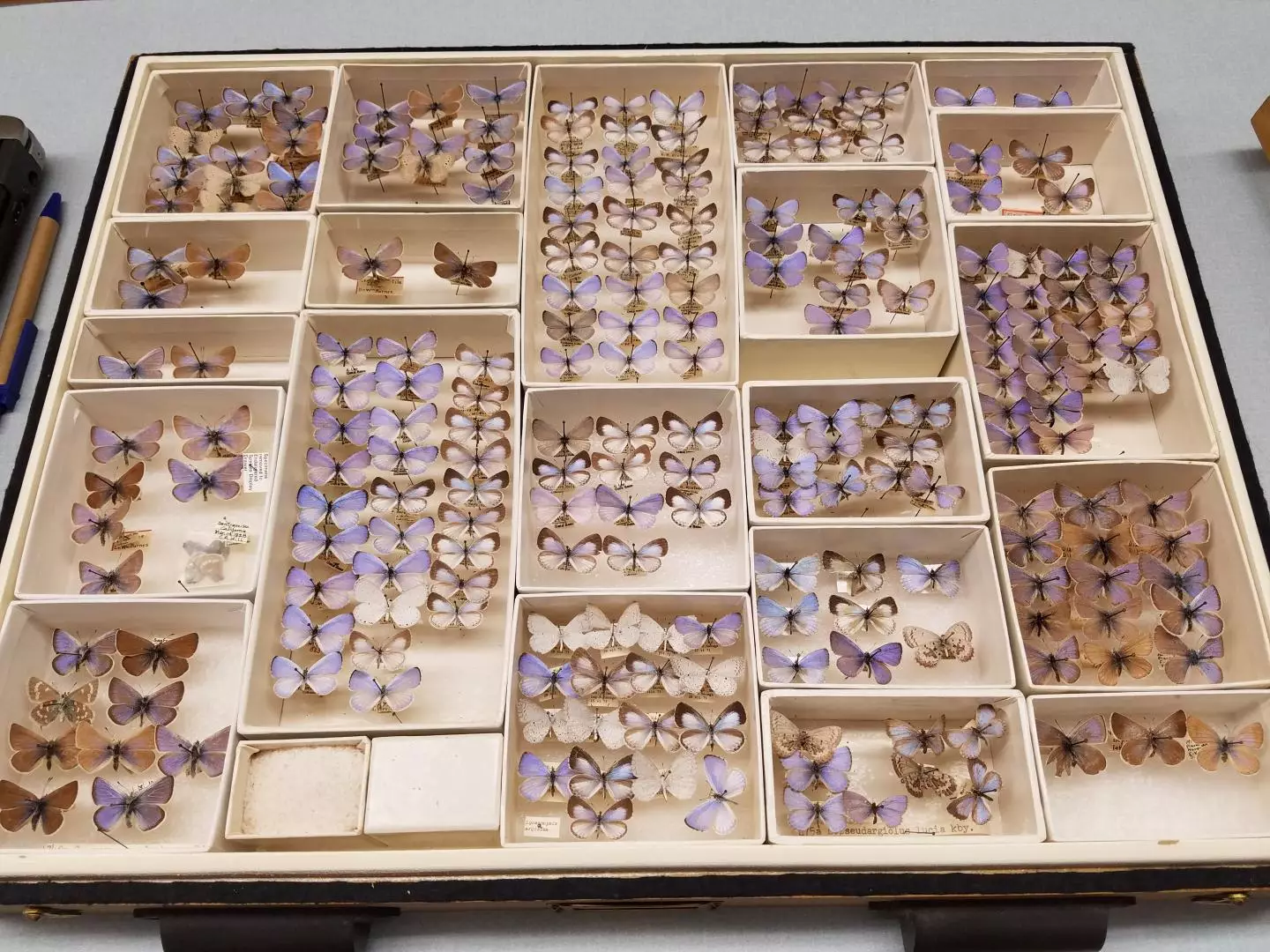 Luckily, Chicago's Field Museum has an extensive collection of Xerces blue butterflies.