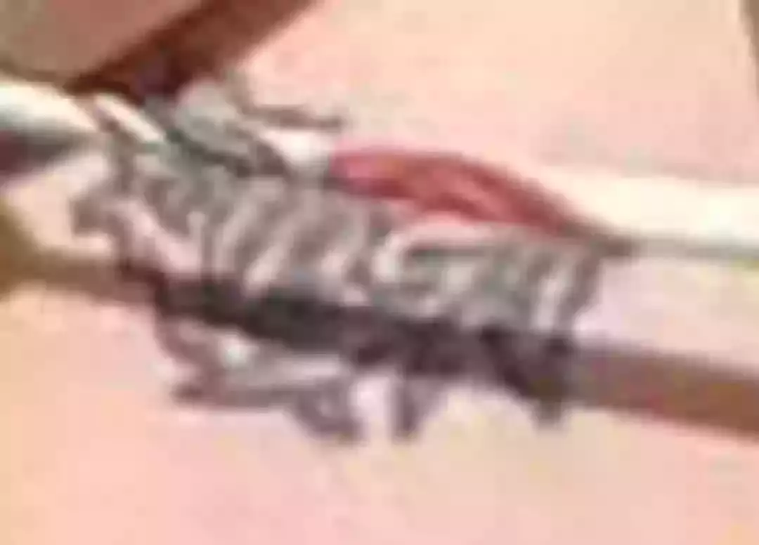 She has her name 'Eilish' tattooed (Instagram/@annabelzimmer)