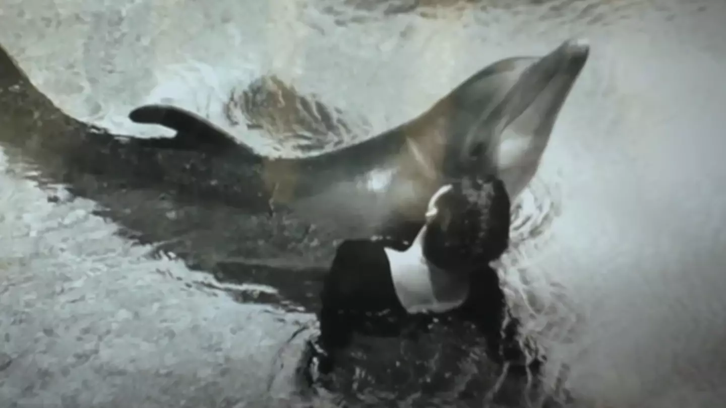 Trainer admitted to 'sexually relieving' dolphin who 'fell in love' with her during NASA-funded experiment