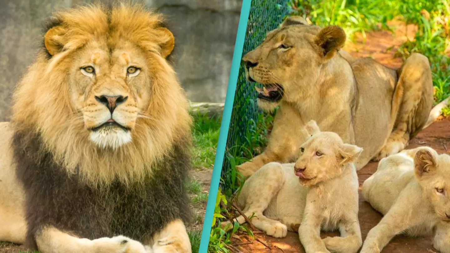 Lions maul and kill man who climbed into zoo enclosure to steal their cubs