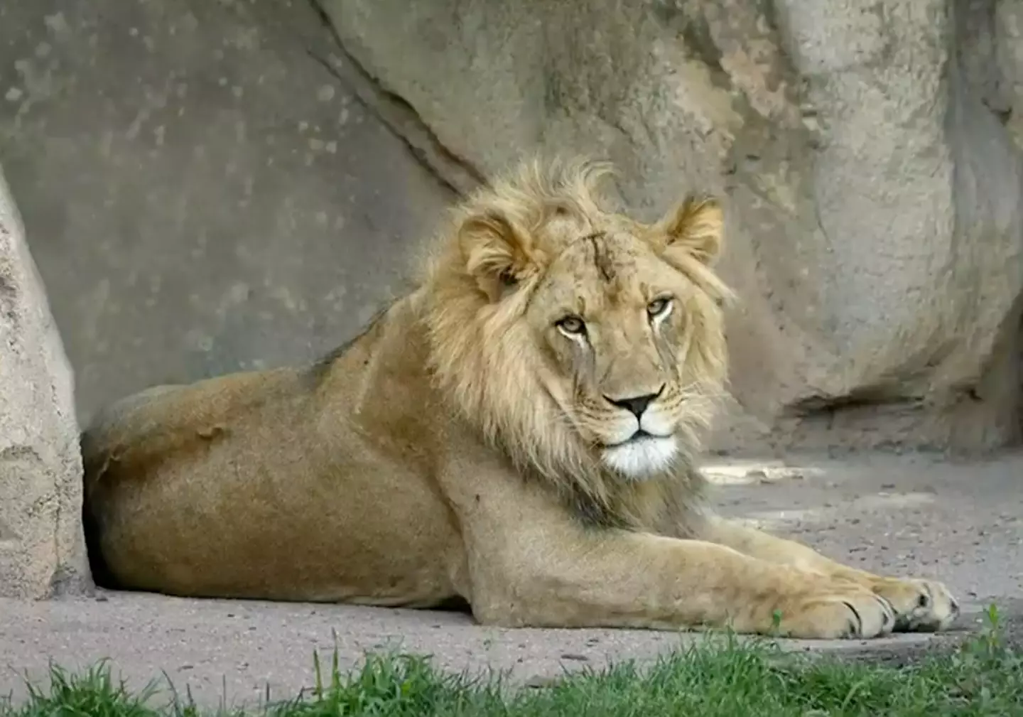 Lioness Zuri started growing a mane aged 18 years old.