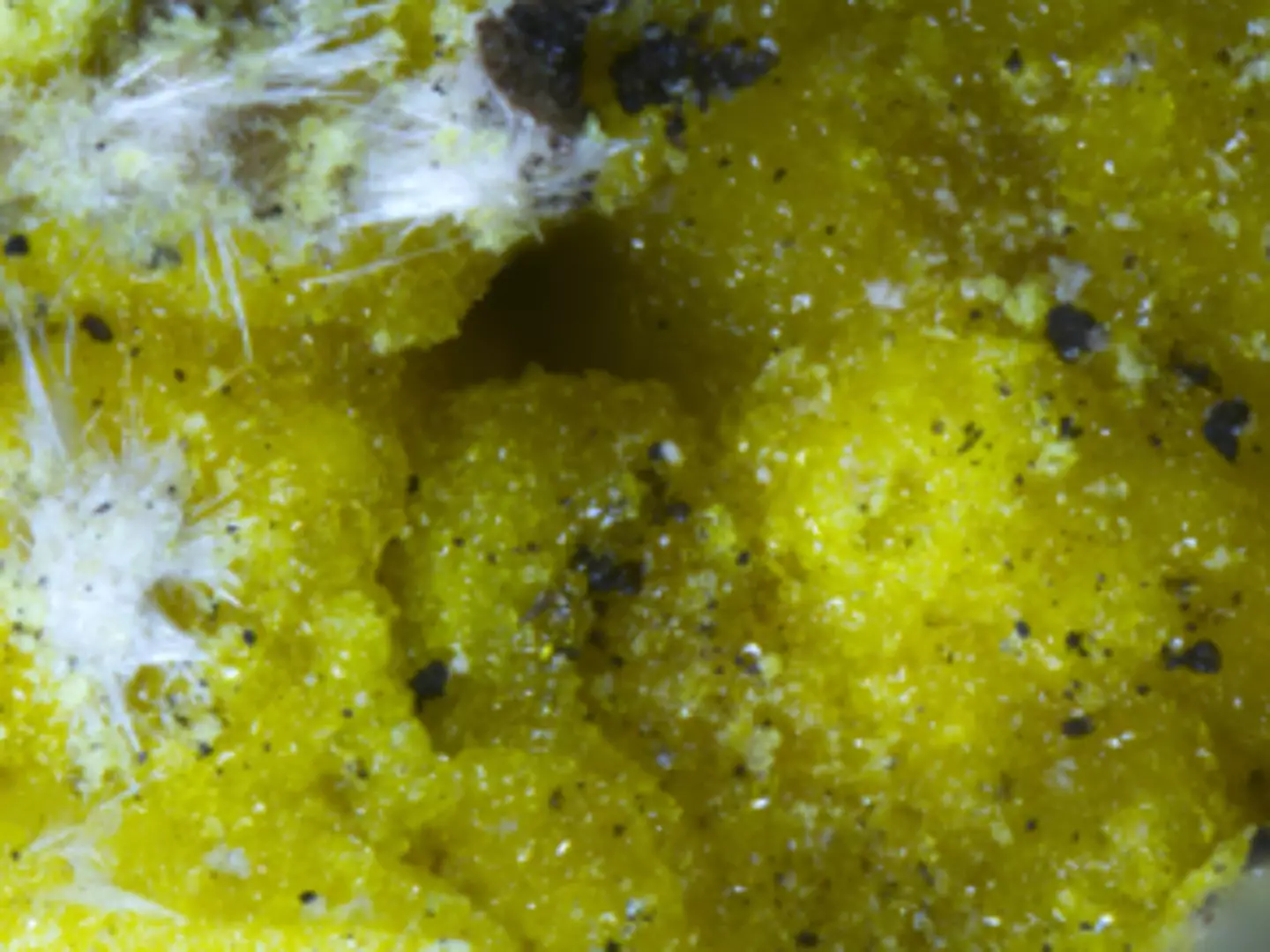 Humboldtine (yellow) seen under a microscope, with halotrichite (white)(Picture: Prögler/LfU)(Progler/LfU)