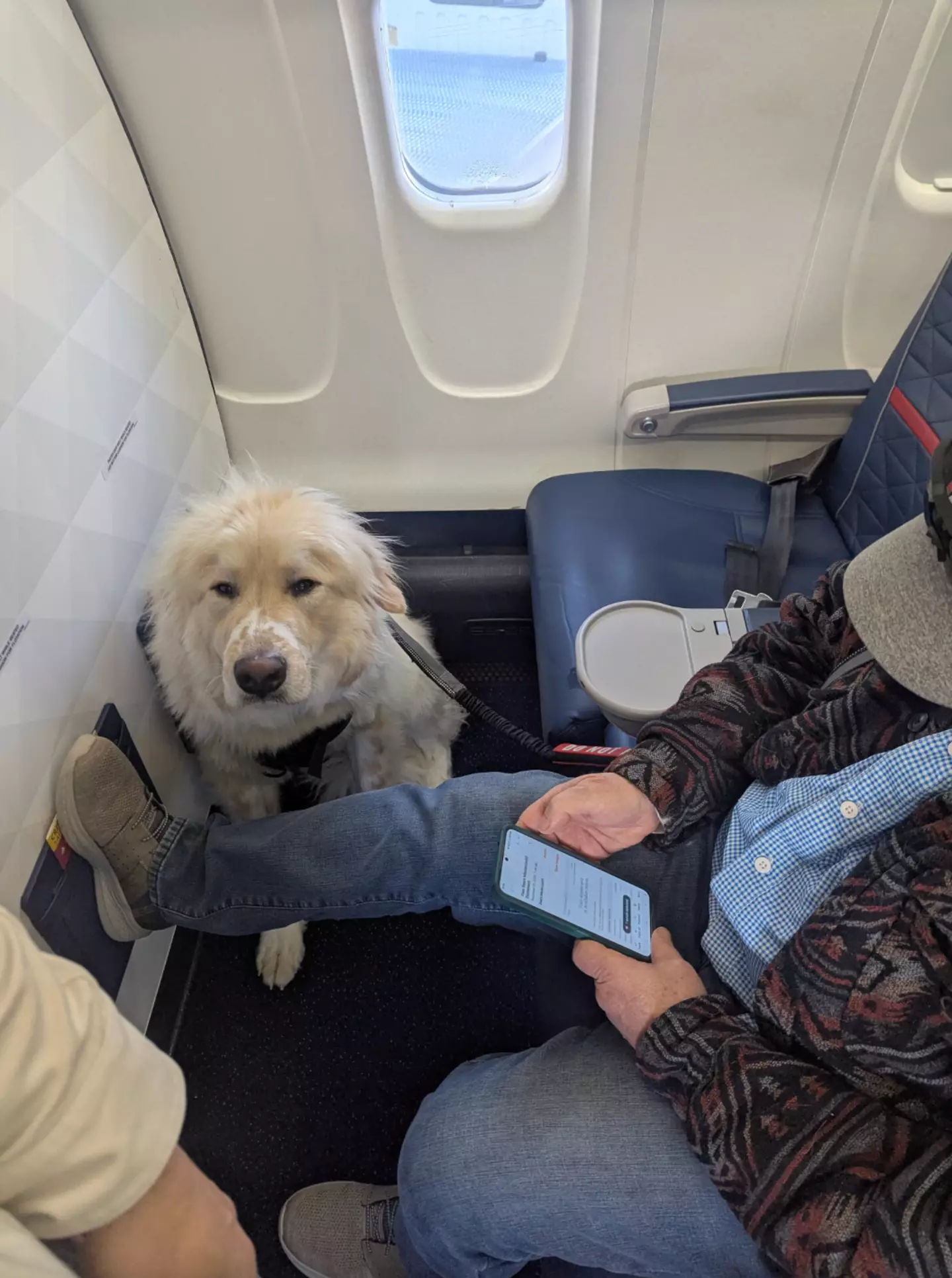 Yep, that's a dog in the seat (Reddit/ben_bob)