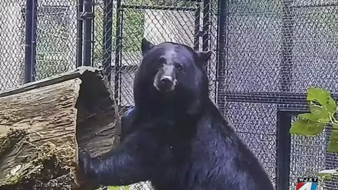 The black bear was fatally shot.
