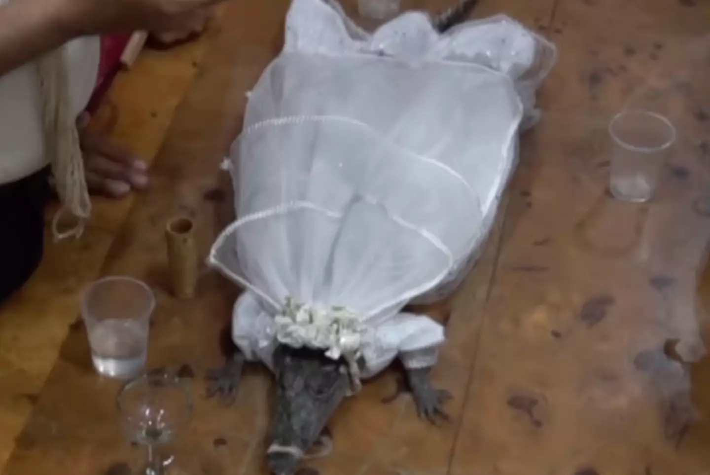 Mayor Victor Hugo Sosa married the 'princess' alligator in an age-old ceremony.