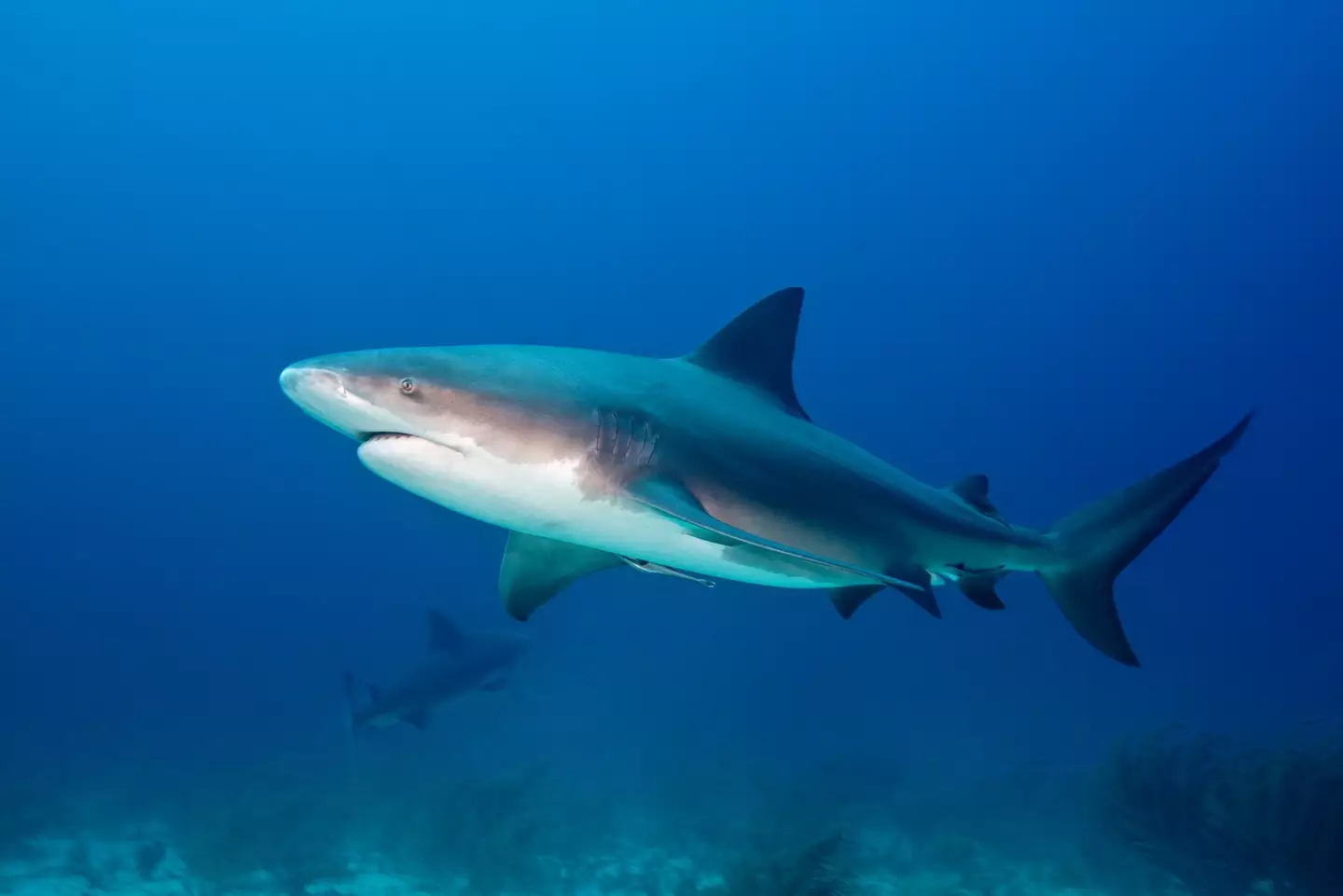 It is believed to have been a bull shark that attacked the woman (Getty Stock Images)