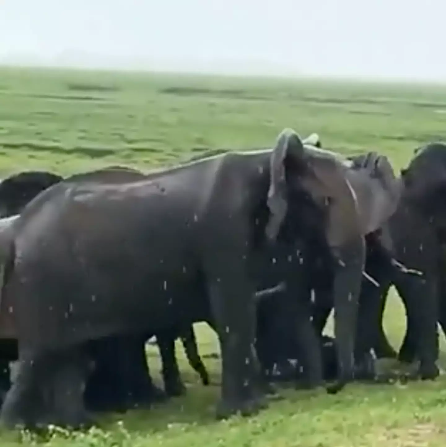 As the mother elephant gives birth to the baby, she is surrounded by a herd of other elephants to protect the little one.