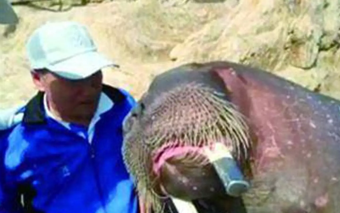 Jia Lijun died after taking a photo with the walrus.