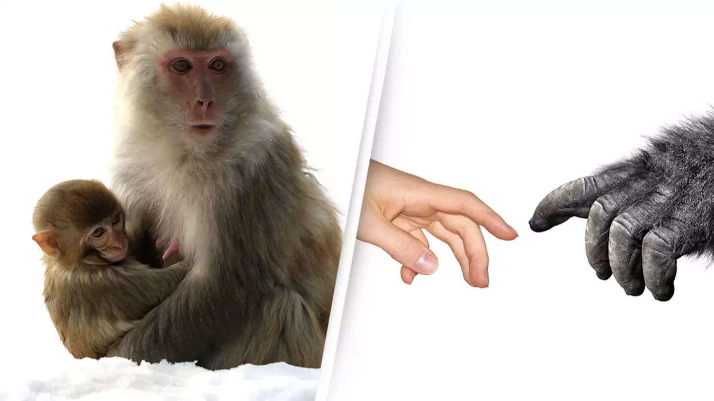 Strange Marks In Japanese Monkey Teeth Prompt Re-think Of Human Evolution