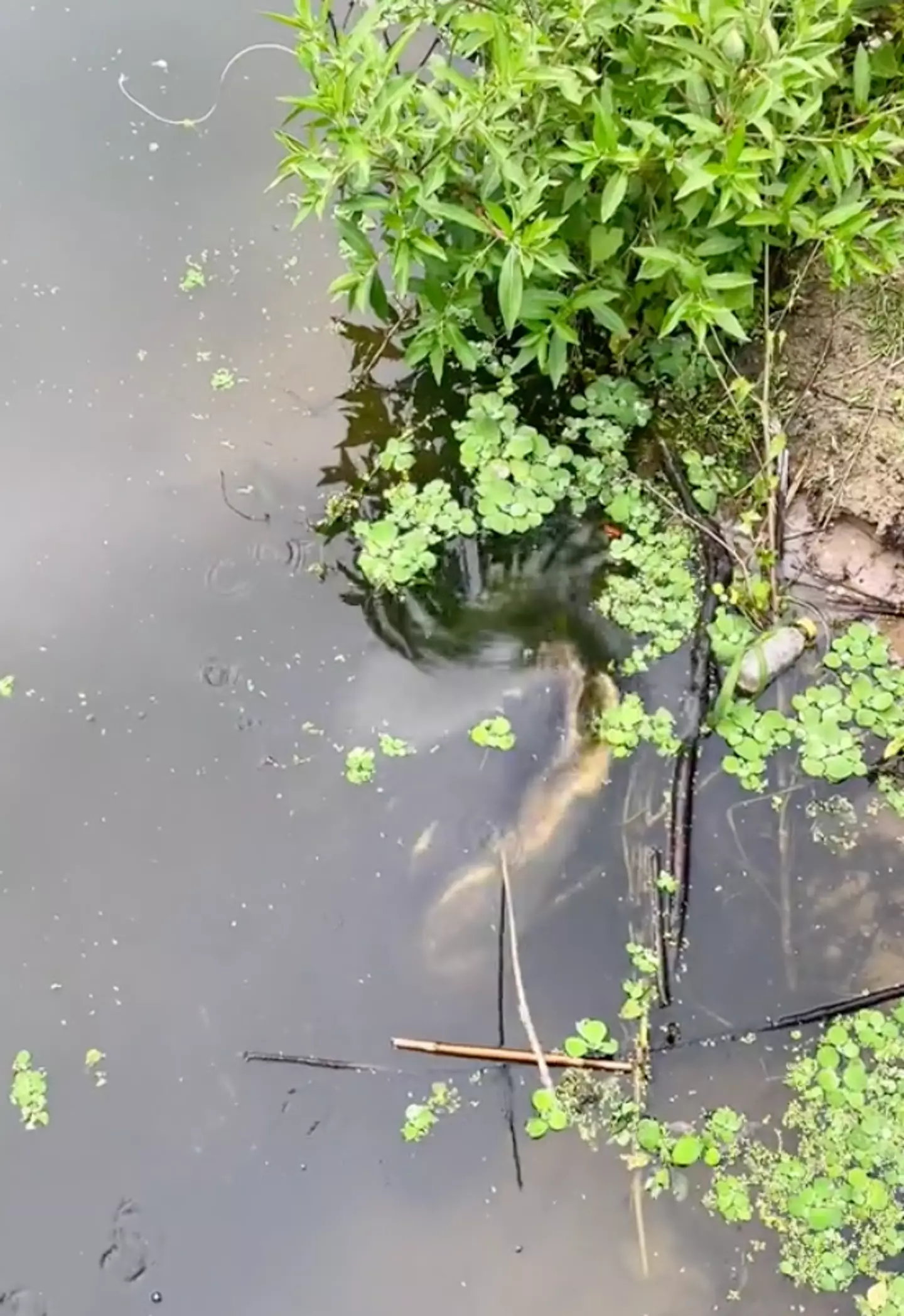 The gator only becomes visible just before breaking the surface.