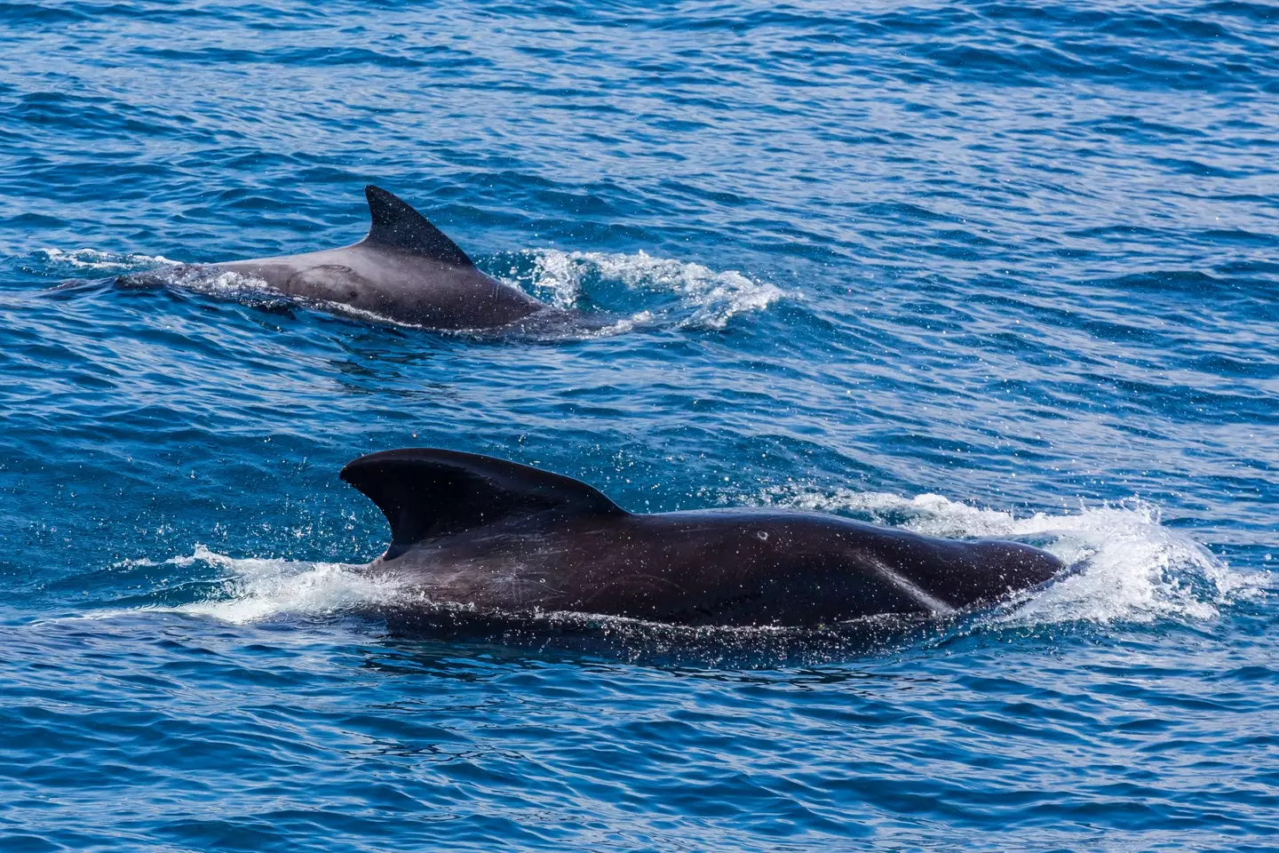 While devastating, the beachings of the whales is a natural occurrence.