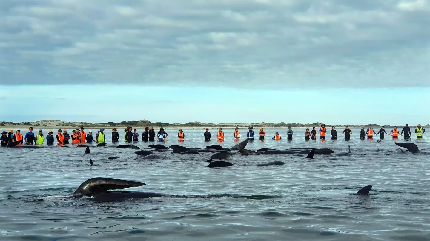 Stranded whales at Farewell Spit (Alamy)