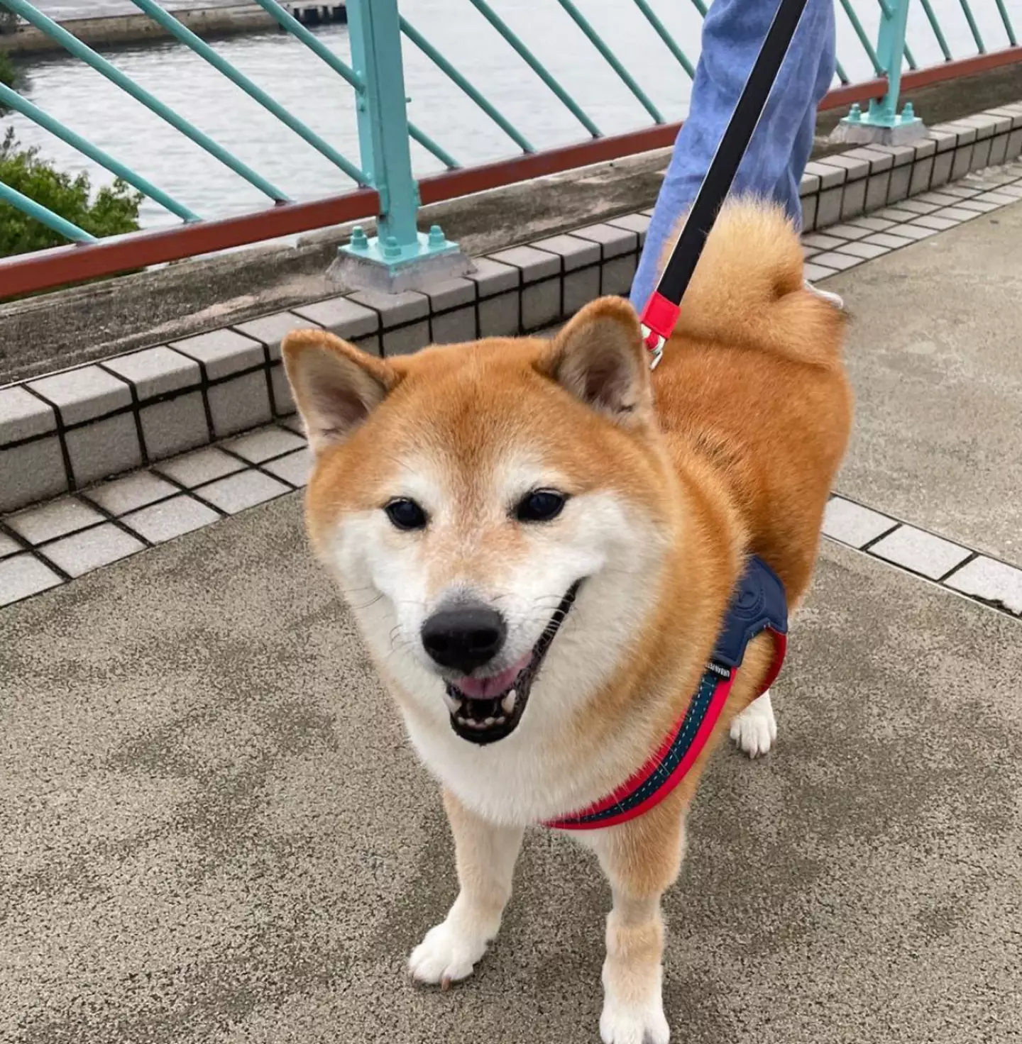 Cheers became internet famous back in 2017.