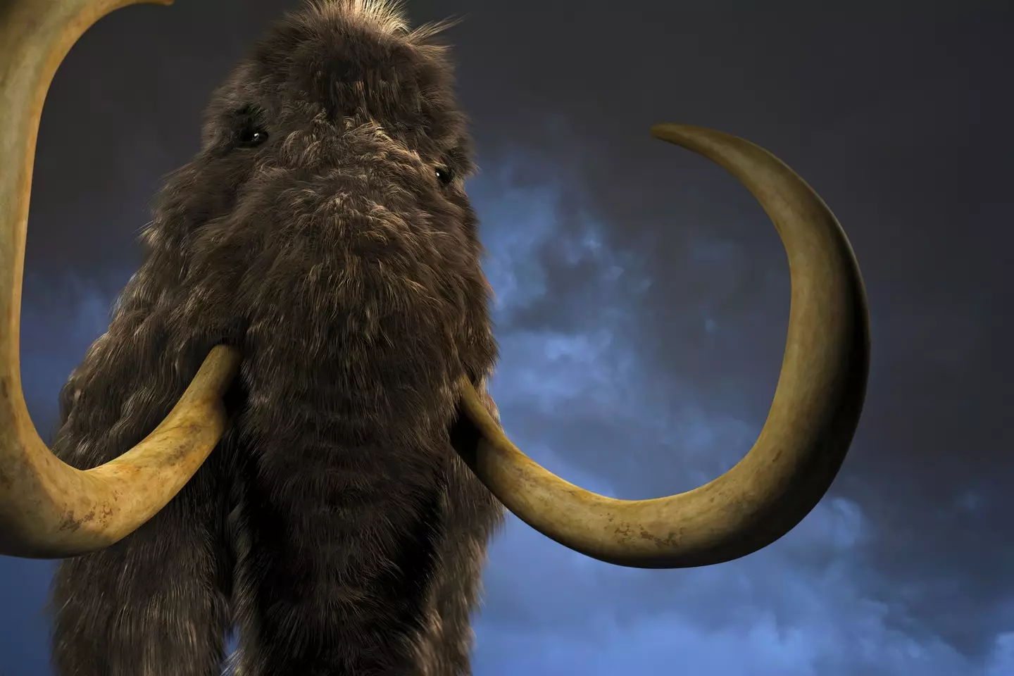 Wooly mammoth.