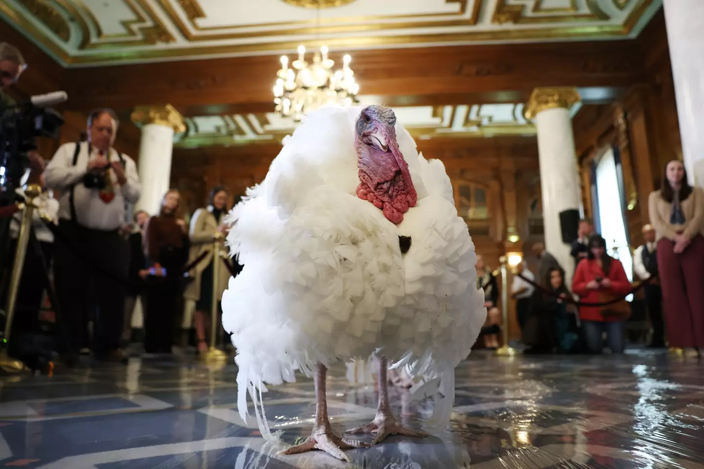 Waddle and Gobble don't need to worry about this after being pardoned (Anna Moneymaker/Getty Images)
