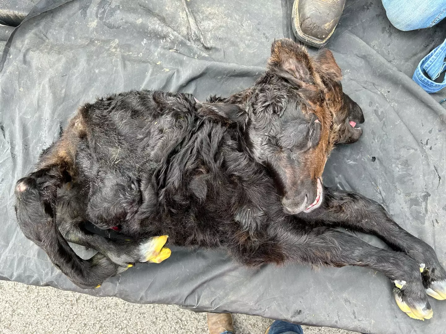 The calf was born with two heads (Pen News)