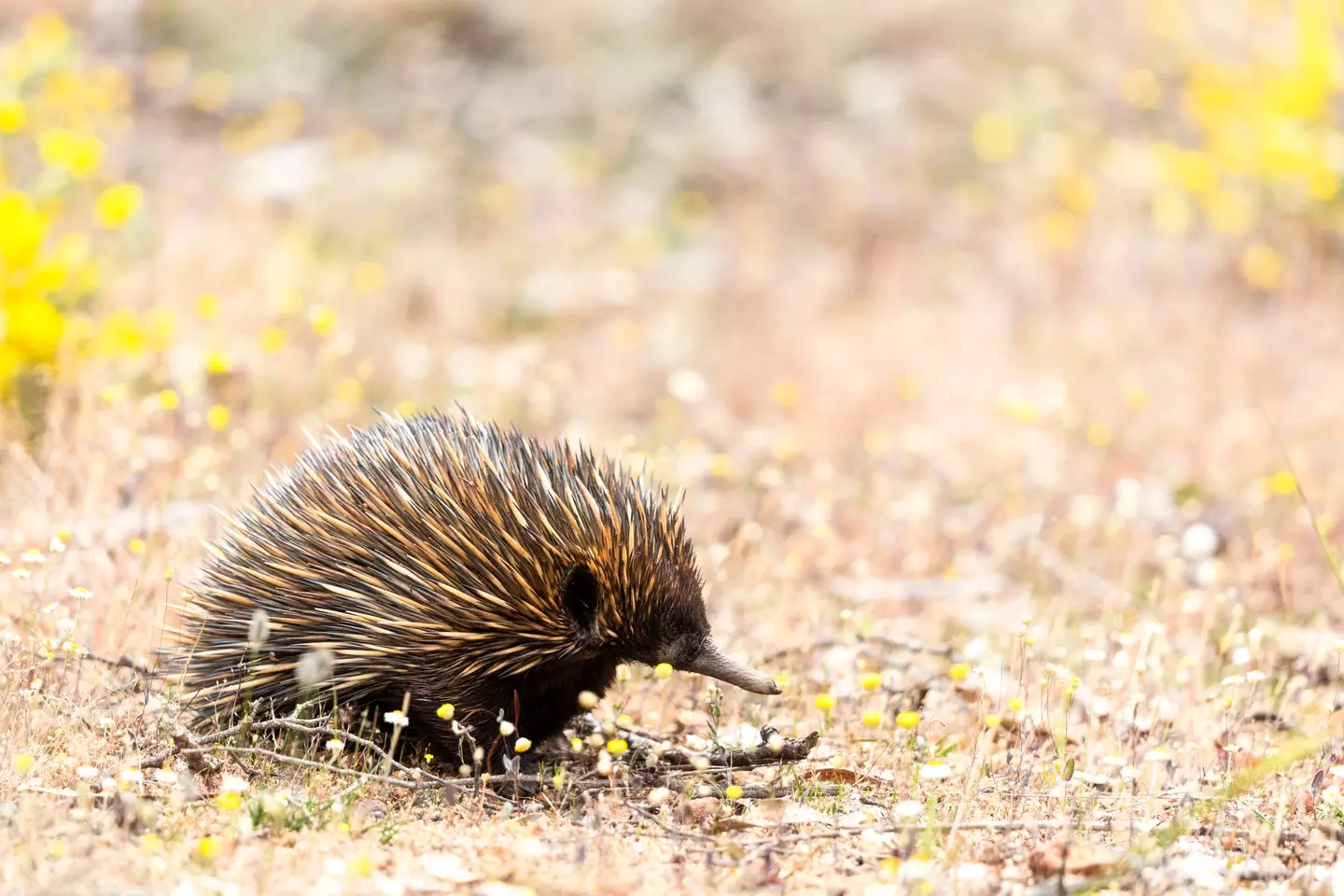 Echidnas very rarely make noises, and only while mating.