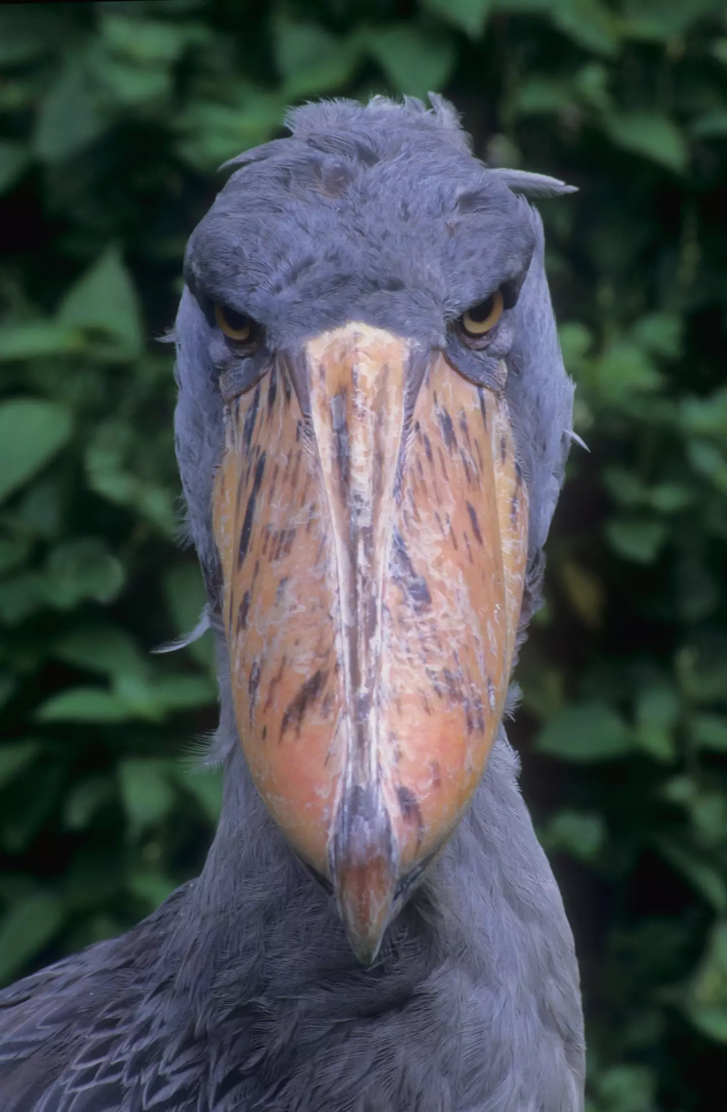 Shoebills have left social media users terrified.