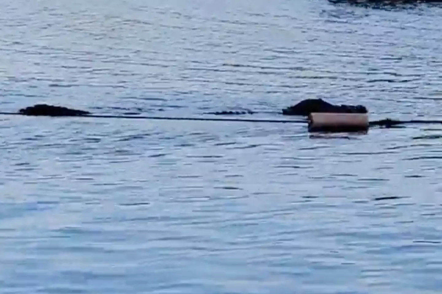 The gator was spotted lurking in the park lake.