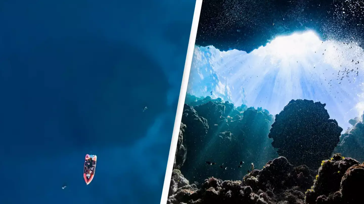 Divers stunned after discovering shadow they believed to be shipwreck is actually alive