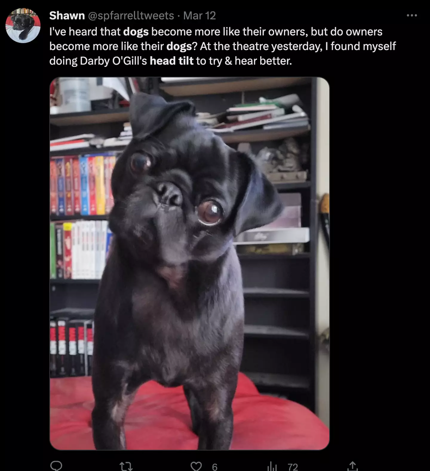 Researchers predicted gifted dogs would tilt their heads more if head-tilting is related to processing meaningful audible stimuli.