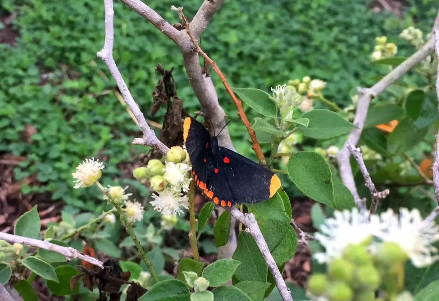 National Butterfly Centre (Alamy)