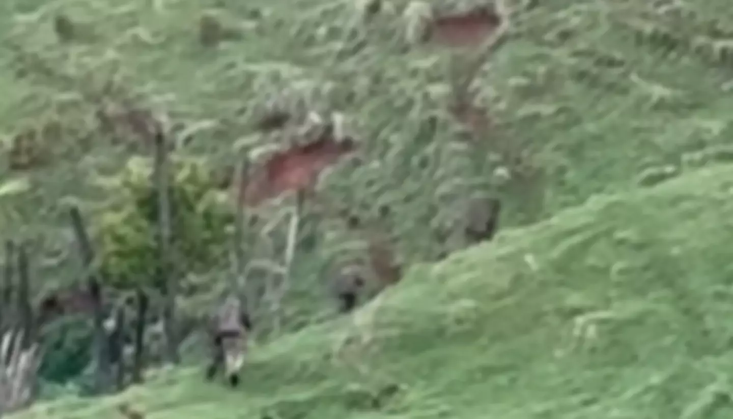 The children were spotted by a hunter (YouTube/New Zealand Herald)