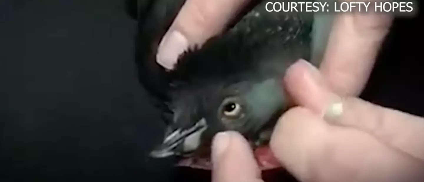 Two of the birds sadly died (Lofty Hopes/Fox News)