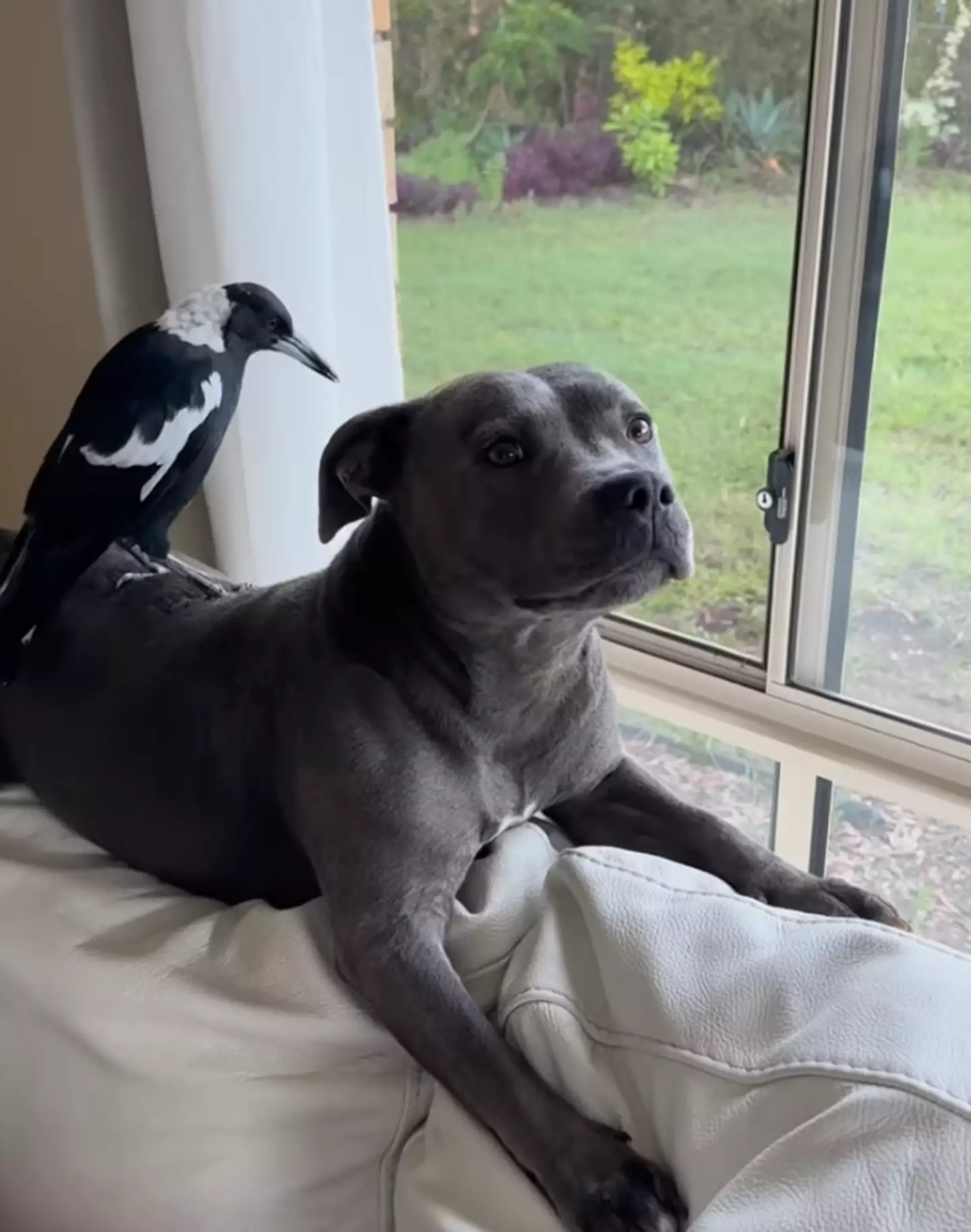 Molly the magpie and Peggy the staffy are best friends. (Instagram/@peggyandmolly)