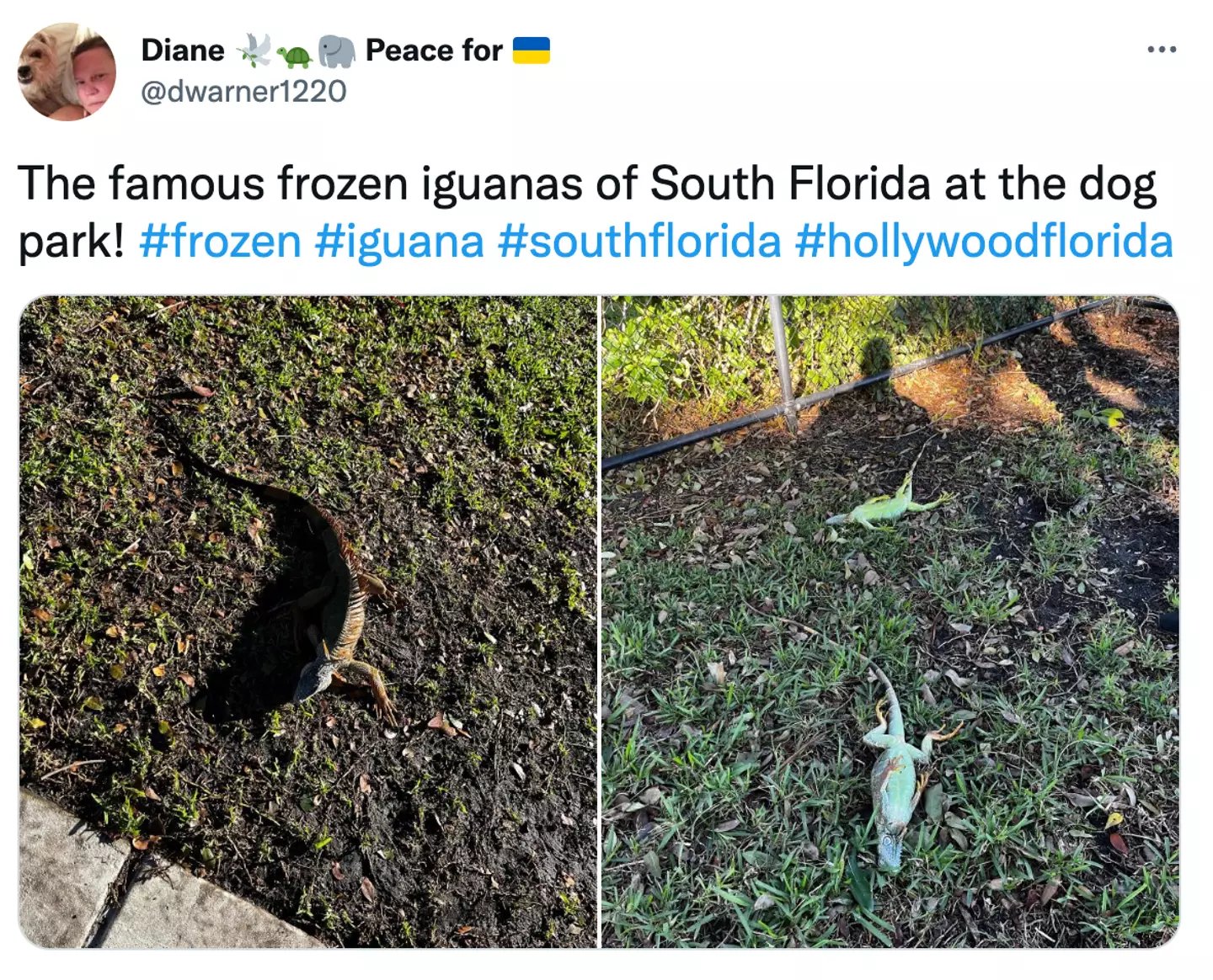 The bizarre sight has been spotted in Florida.