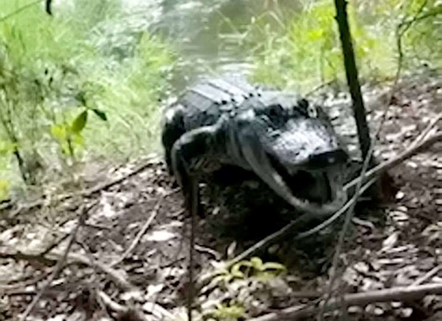 The gator charged at Jeffrey Skovran and hissed at him.